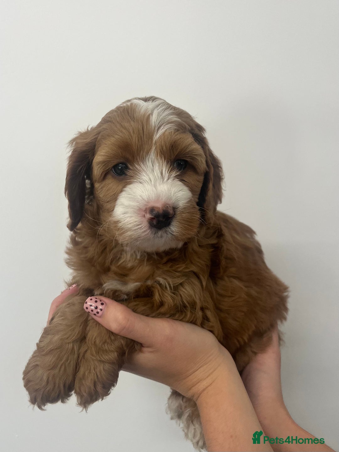 Cockapoo dogs for sale: Fabulous F1B cockapoo puppies available  - Image 7