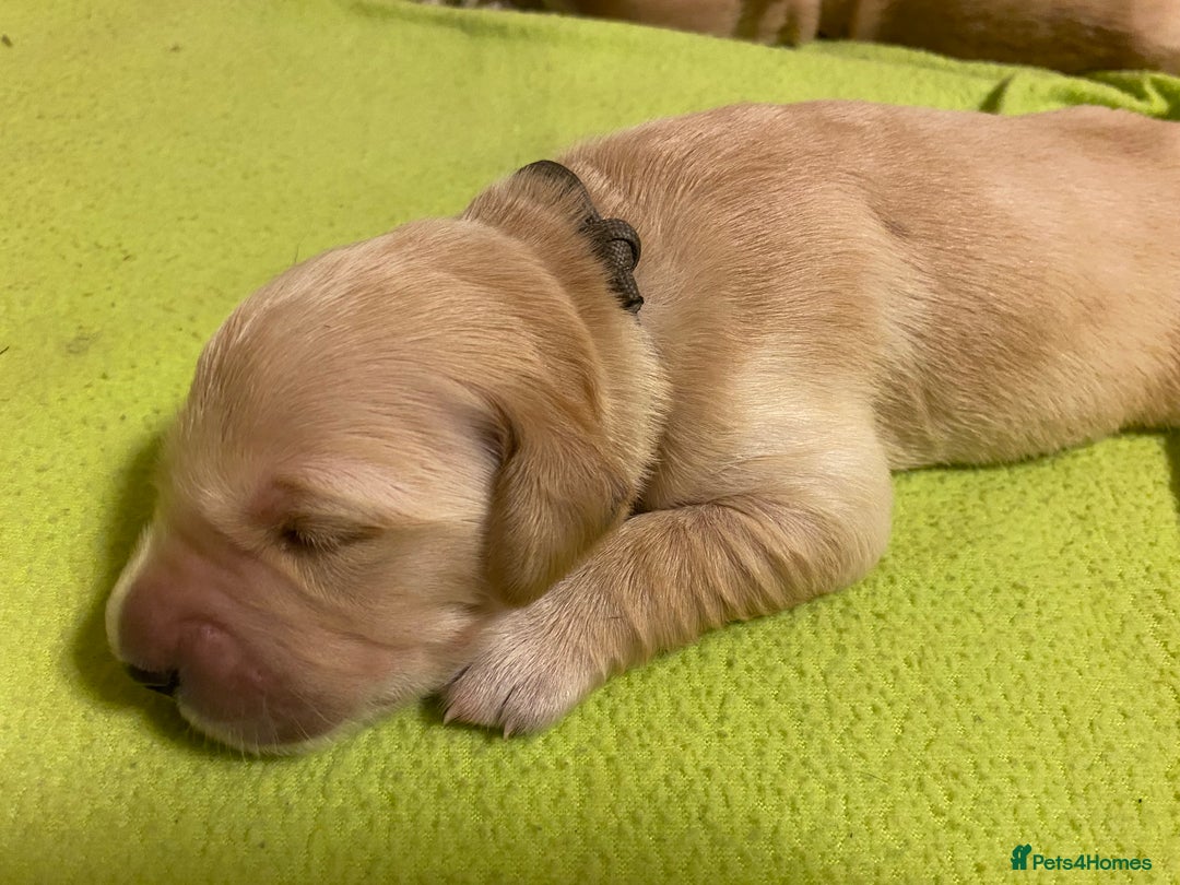 Golden Retriever dogs for sale: 🐾Sweet Golden Retriever Puppies-5 generation KC🐾 - Image 28