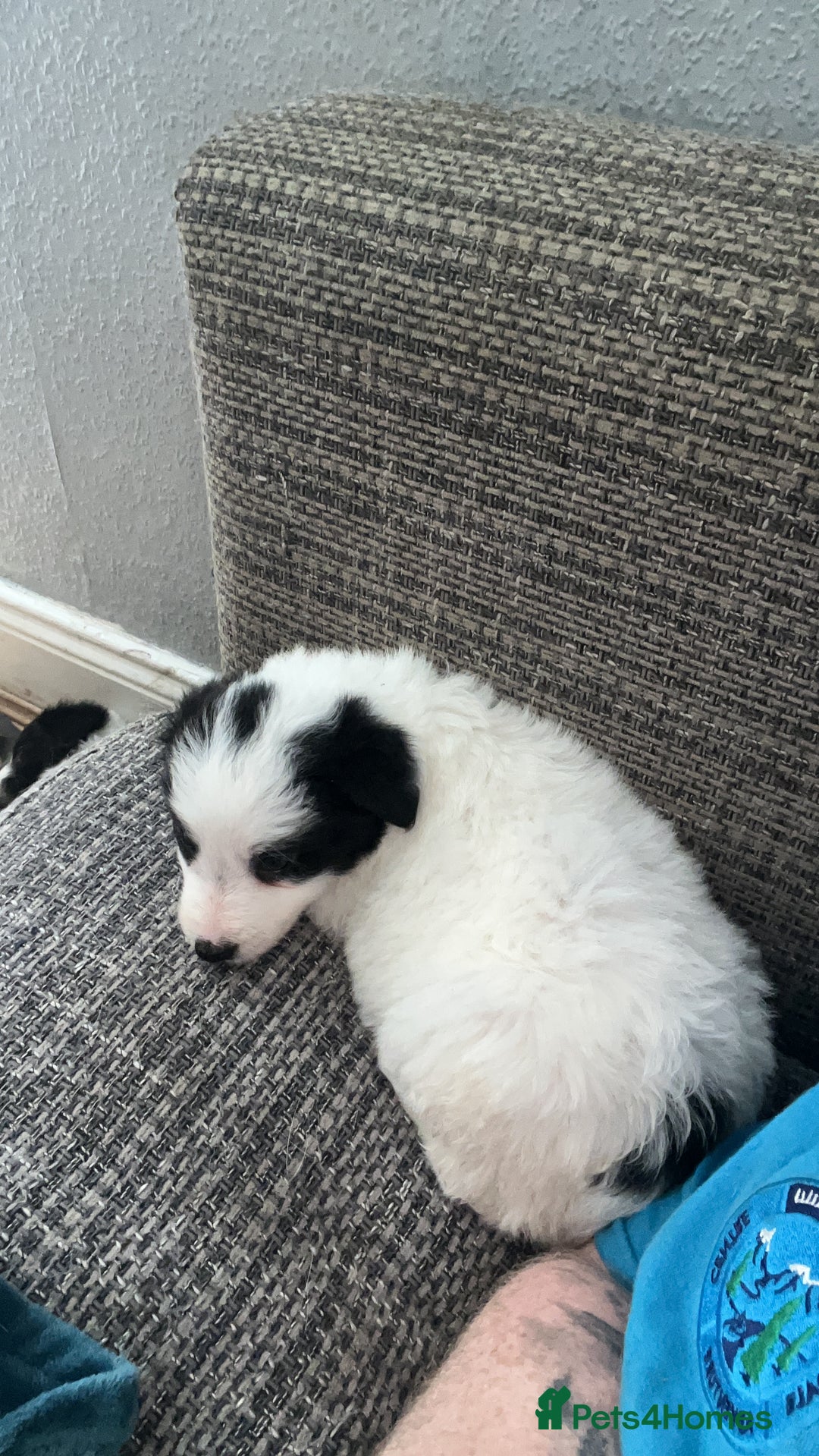 Border Collie dogs for sale: Border collie pups  - Image 3