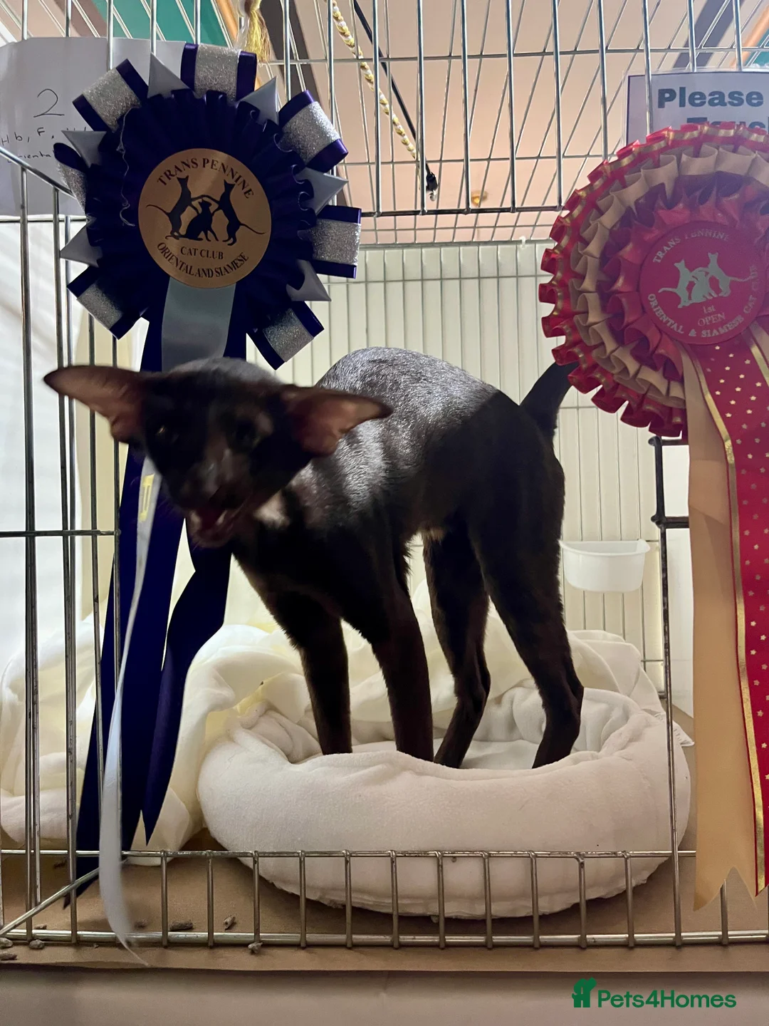 Oriental cats for sale: Supreme pedigree Oriental kittens GCCF reg - Advert 36