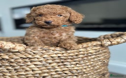 Miniature Poodle dogs for sale: 🐾 Beautiful KC 🦊 Red Miniature Poodle Puppies 🐾 - Image 12