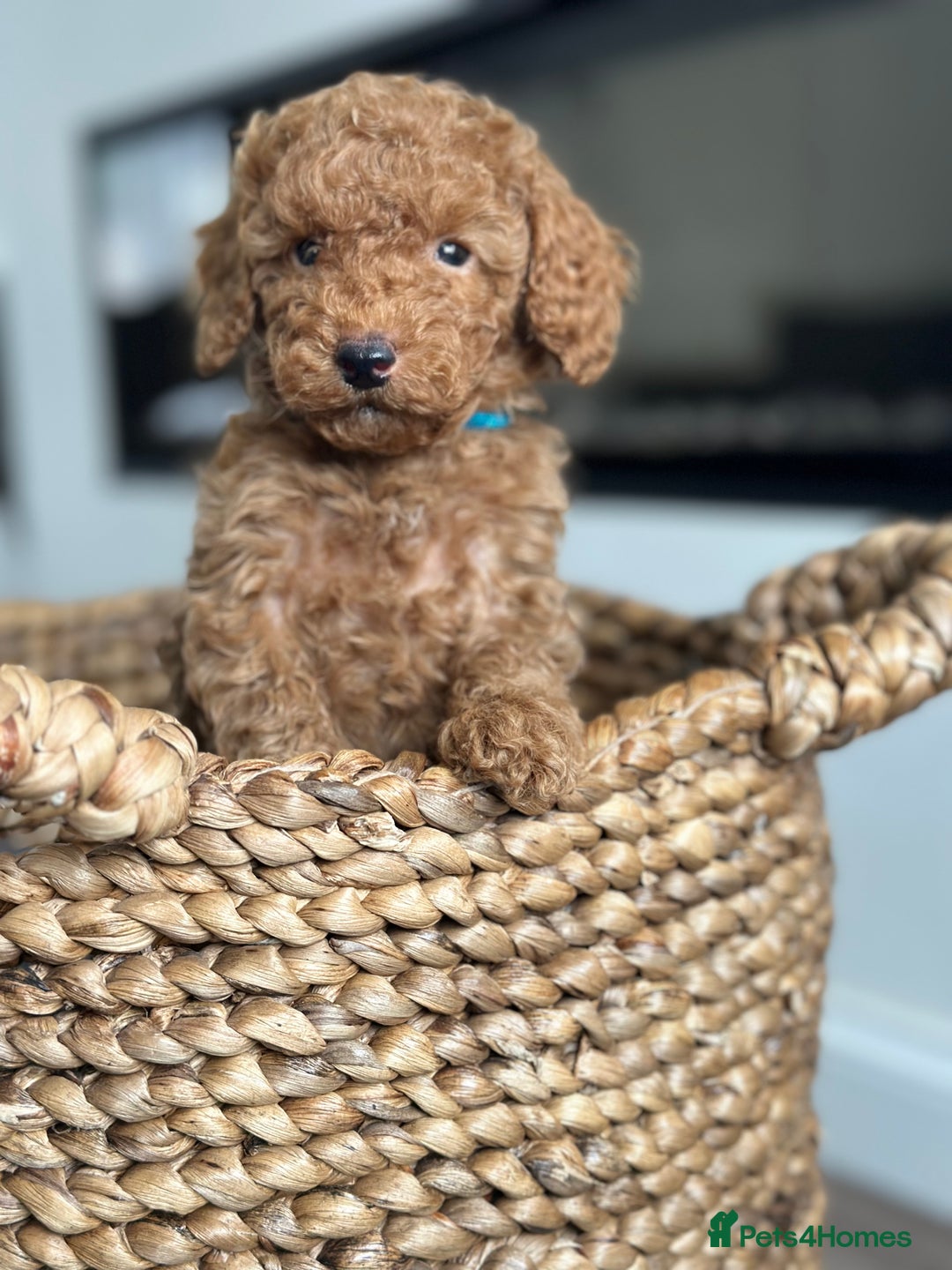 Miniature Poodle dogs for sale: 🐾 Beautiful KC 🦊 Red Miniature Poodle Puppies 🐾 - Image 12