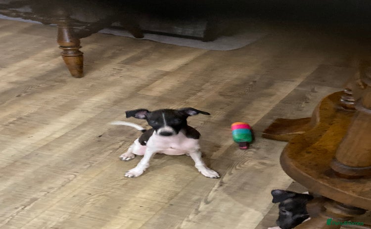 Italian Greyhound dogs - Advert 1