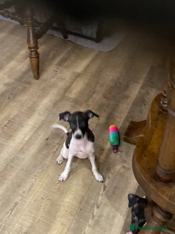 Italian Greyhound dogs - Advert 1