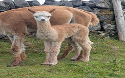 Alpaca livestock for sale: Dark brown female cria ready to reserve - Image 2
