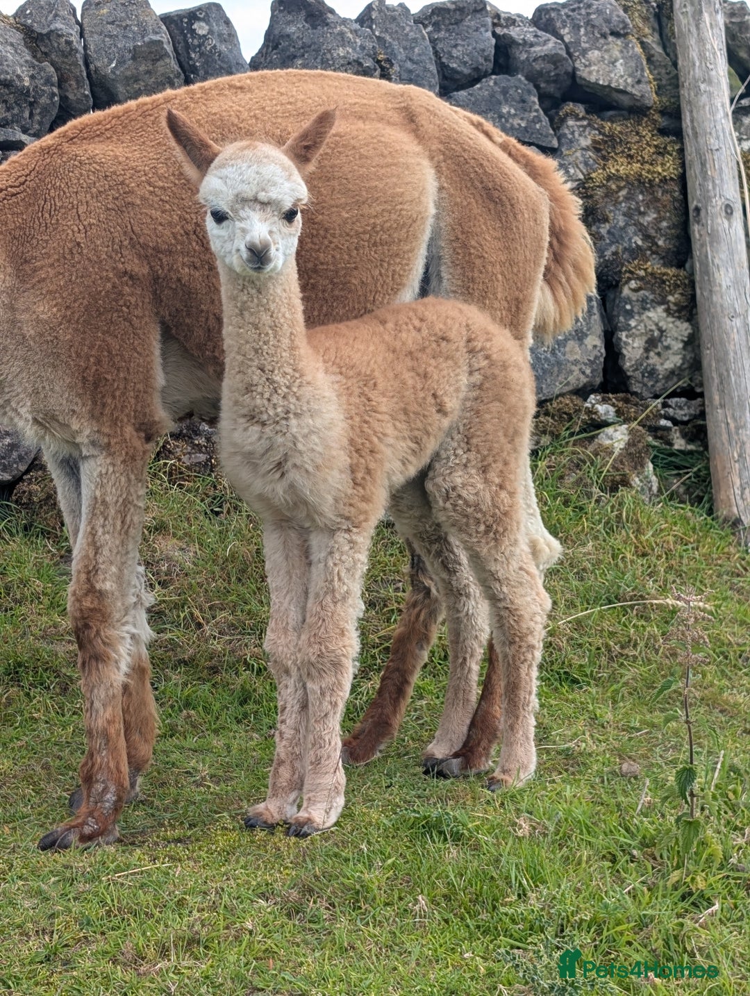 Alpaca livestock for sale: Dark brown female cria ready to reserve - Image 2