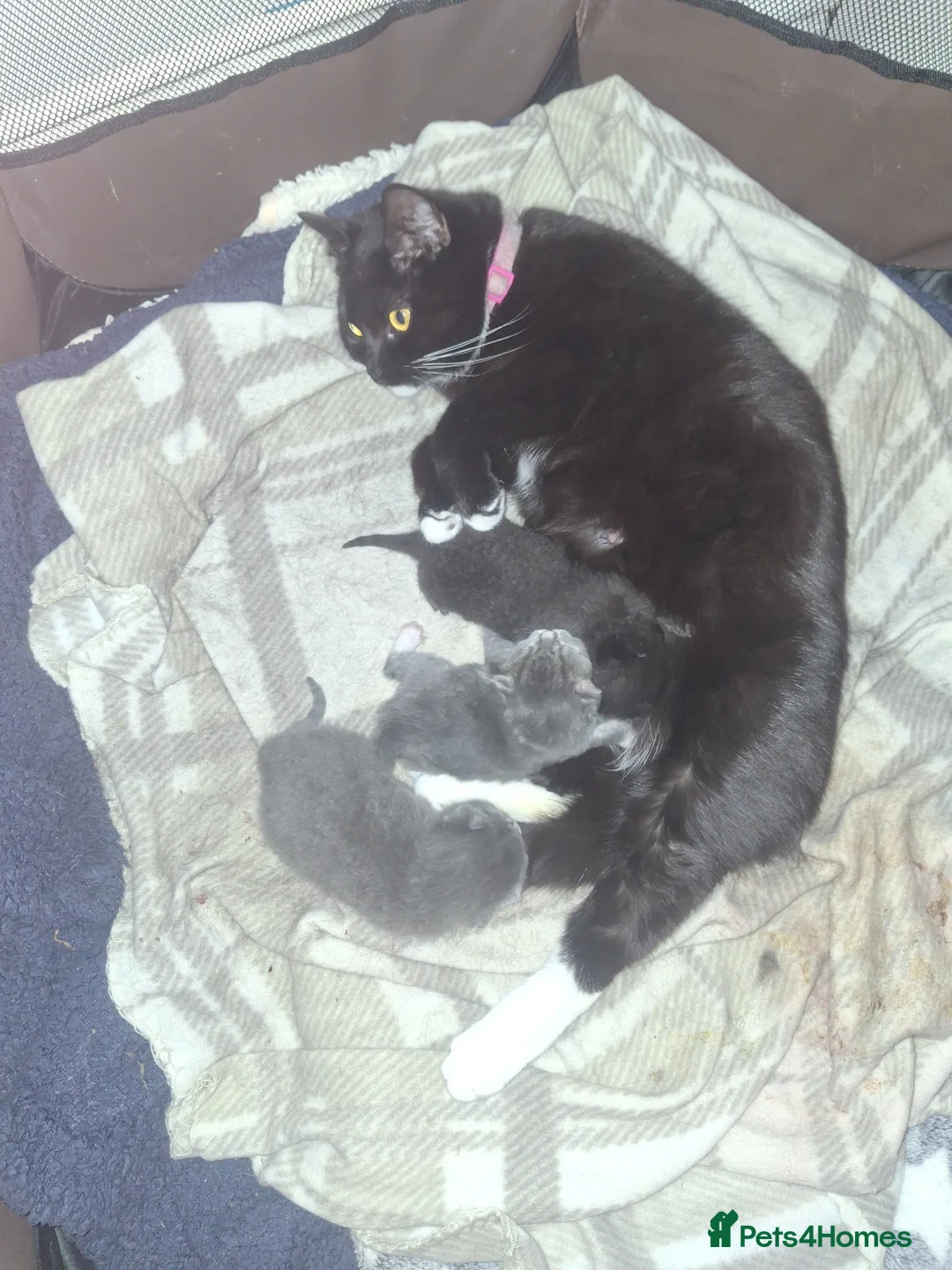 British Shorthair cats for sale: British short hair cross in Leeds - Advert 7