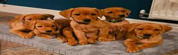Labrador Retriever dogs for sale: Beautiful Fox Red Labrador Retriever Puppies - Advert 4