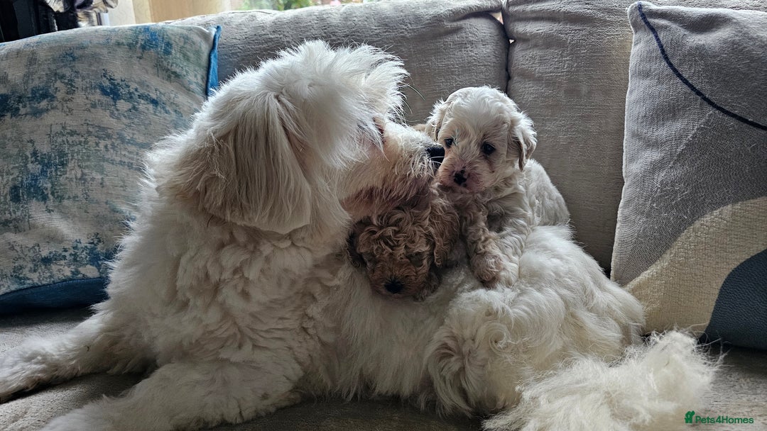 Mixed Breed dogs for sale: Maltipoo f2 very friendly - Image 8