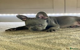 French Bulldog dogs for sale: PRADA x PRECIOUS (FLUFFY CARRIERS!) (DWKC REG) - Image 3