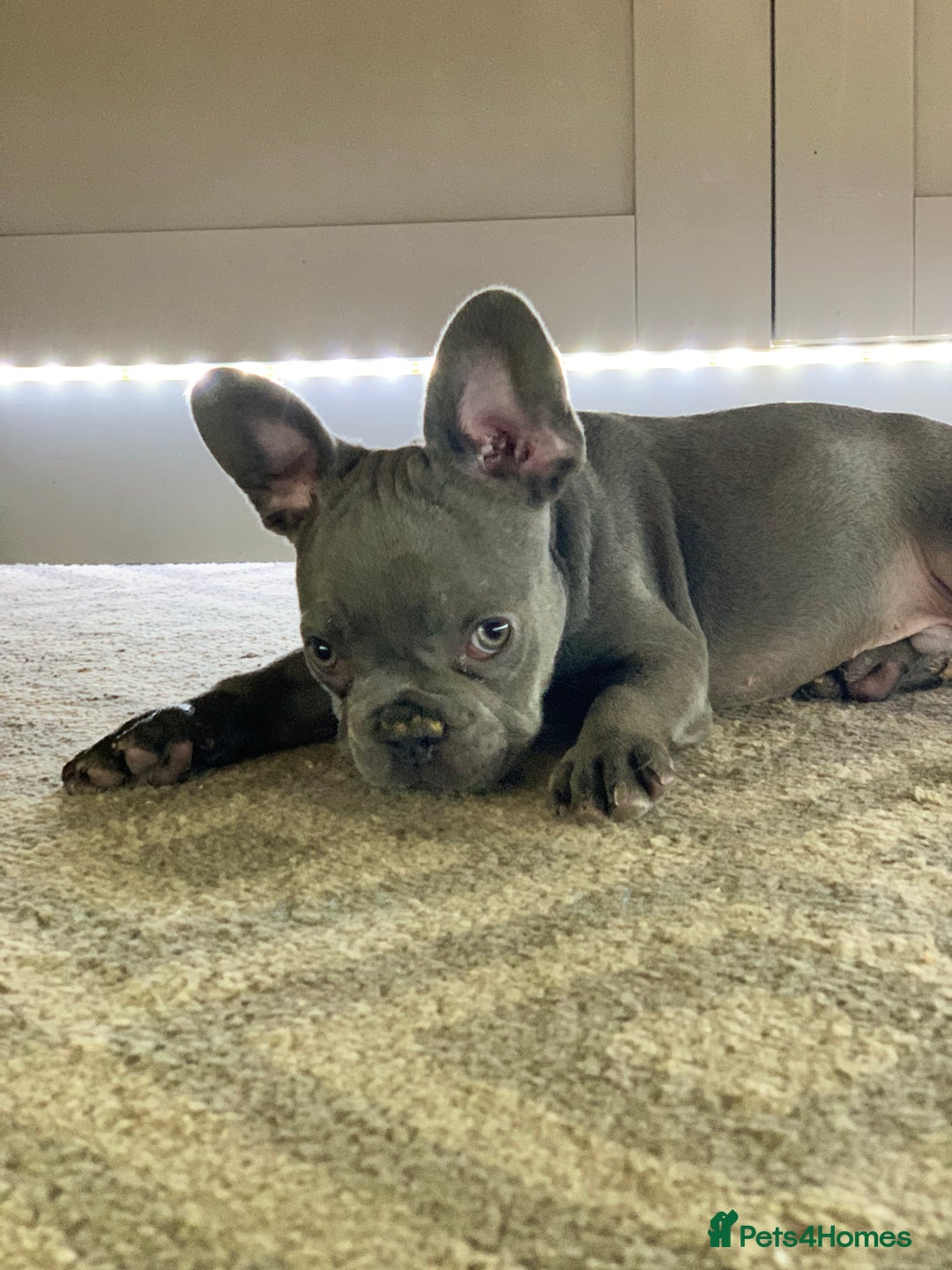 French Bulldog dogs for sale: PRADA x PRECIOUS (FLUFFY CARRIERS!) (DWKC REG) - Image 3