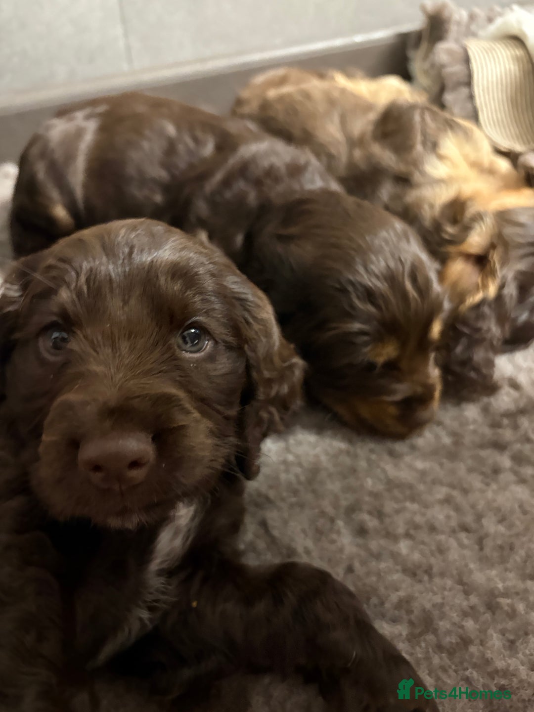 Cocker Spaniel dogs for sale: beautiful KC show cocker spaniel puppies  - Image 27