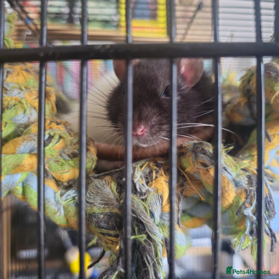 Rat rodents for sale: (AWAITING COLLECTION) 4 male rats for a good home  - Image 5
