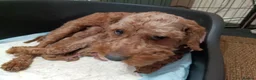 Cockapoo dogs for sale: 2 males and 1 female cockapoo pups  - Advert 4