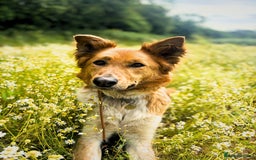 Canaan Dog dogs for sale: Roo - Canaan Dog Mix - Image 11