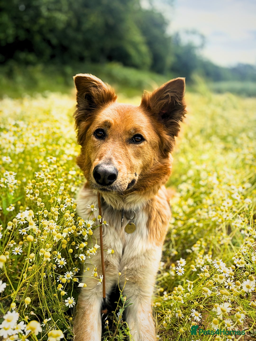 Canaan Dog dogs for sale: Roo - Canaan Dog Mix - Image 11