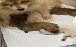 Chow Chow dogs for sale: chow chow puppies  - Image 10