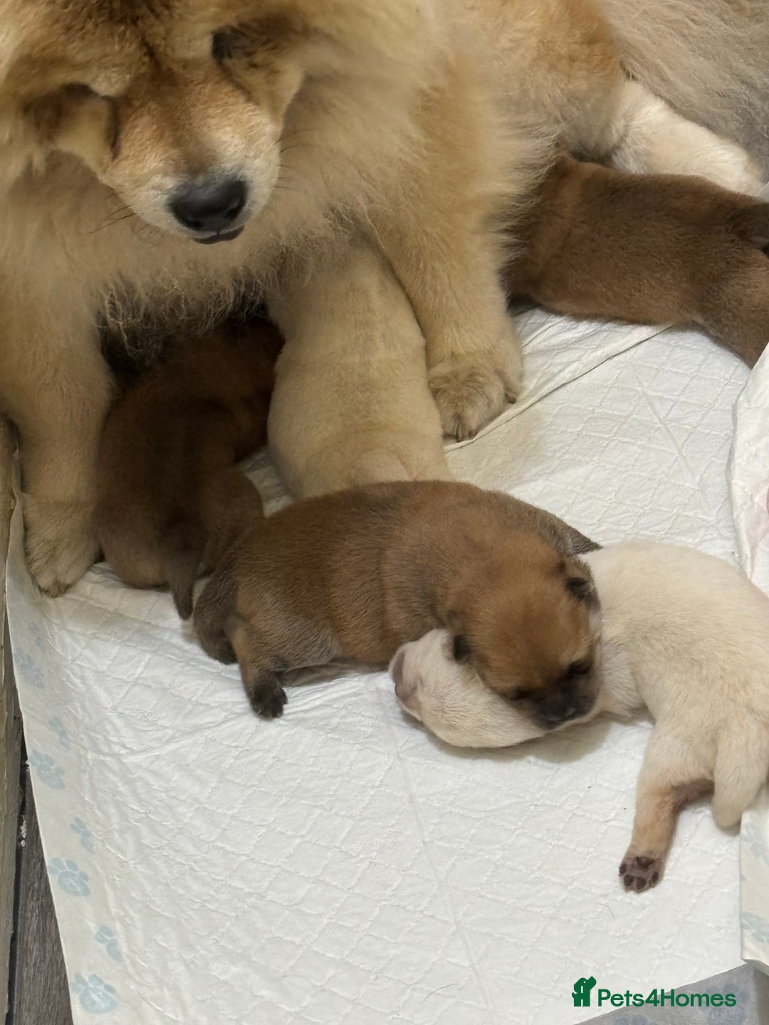Chow Chow dogs for sale: chow chow puppies  - Image 10