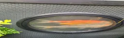 Koi Carp fish for sale: Koi carp - Advert 2