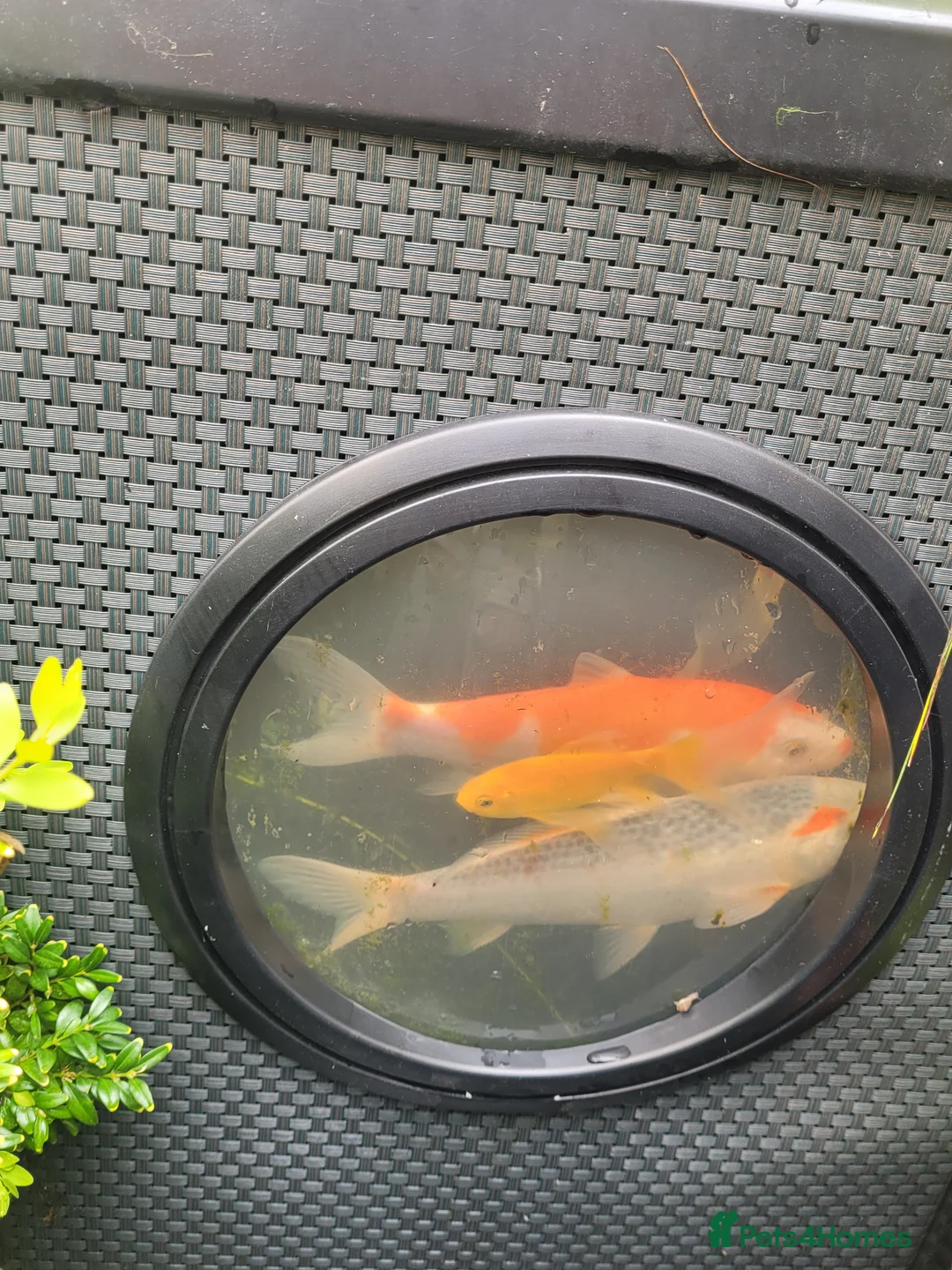 Koi Carp fish for sale: Koi carp - Advert 2