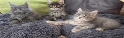 Maine Coon cats for sale: Maine coon kitten  - Advert 3