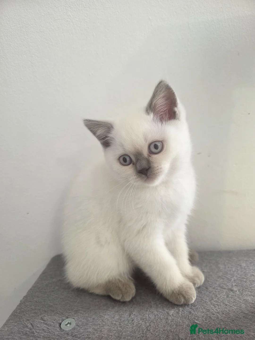 British Longhair cats for sale: British Longhair Blue Point Kitten for Sale in Gateshead - Advert 1