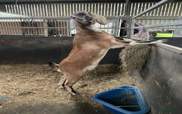 Goats livestock for sale: two angolo-Nubian goats  - Image 9
