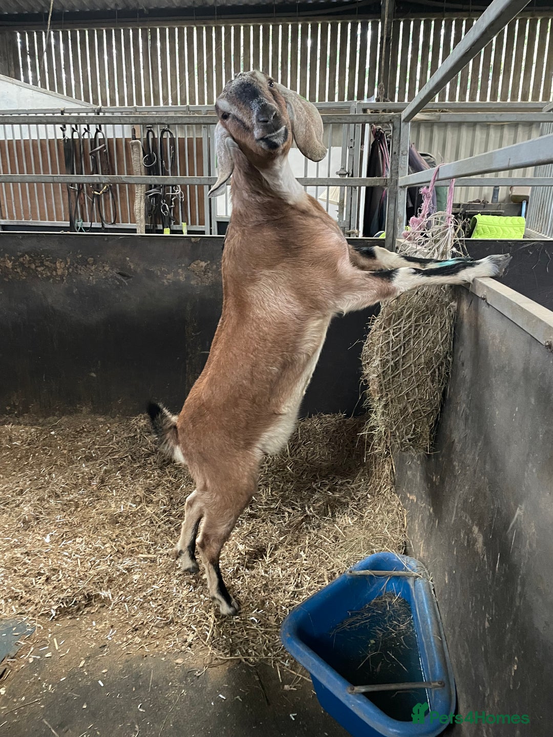 Goats livestock for sale: two angolo-Nubian goats  - Image 9