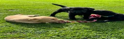Labrador Retriever dogs for sale: Superb Working Labrador Puppies - Advert 7