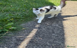 Mixed Breed cats for sale: Black and white kittens  - Image 14