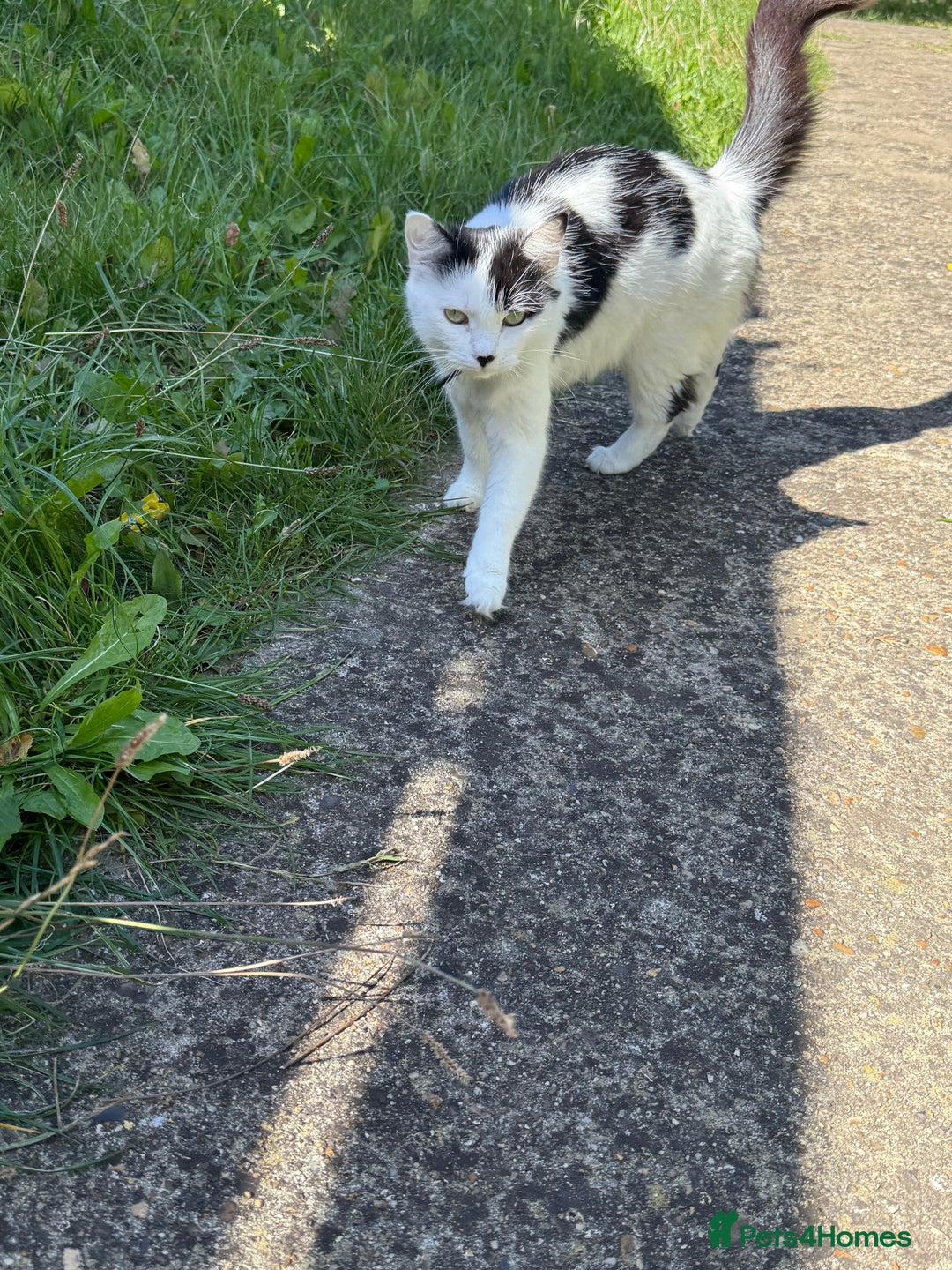 Mixed Breed cats for sale: Black and white kittens  - Image 14