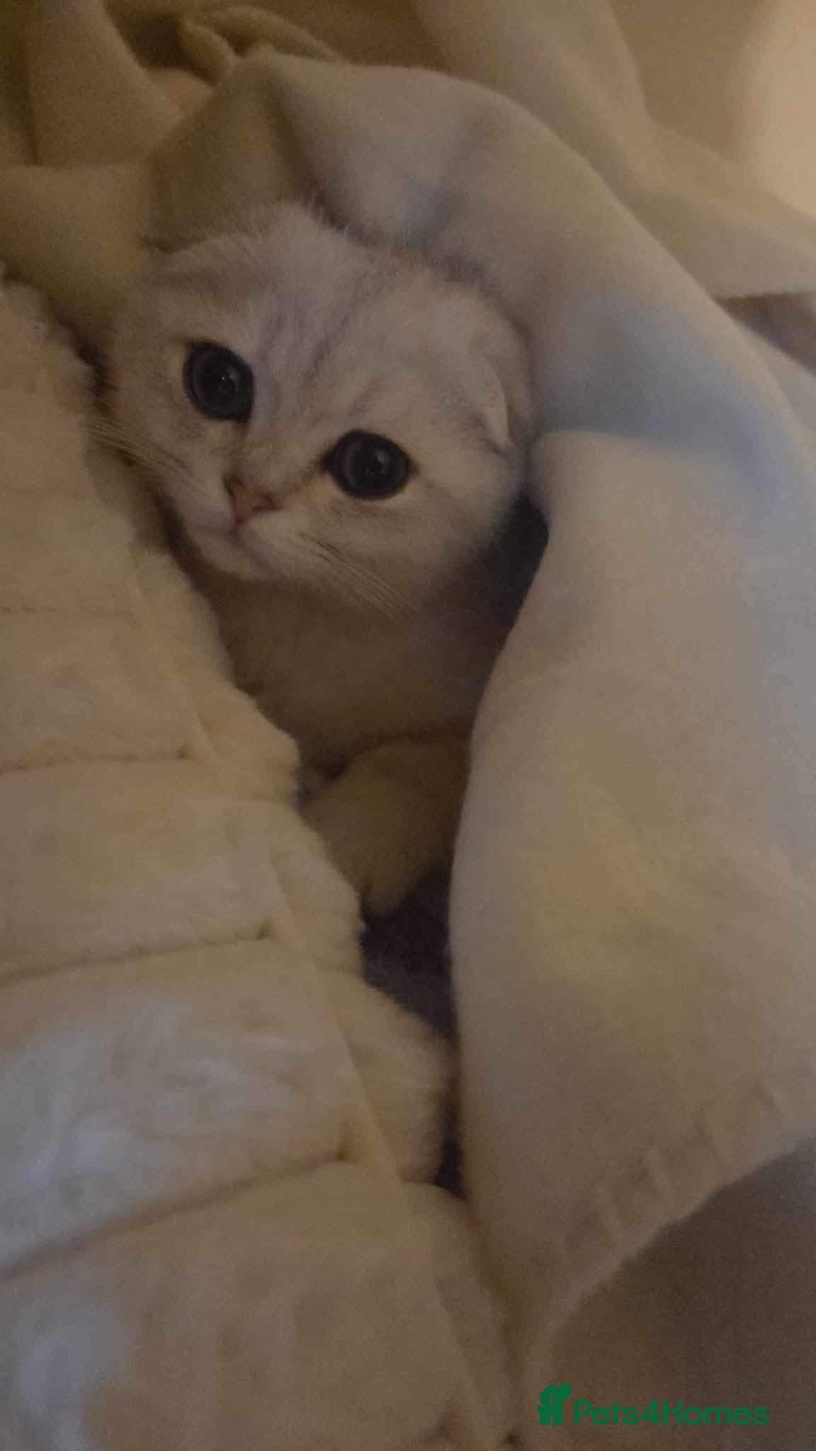 Scottish Fold cats Scottish fold  - Advert 3