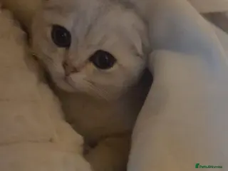 Scottish Fold cats Scottish fold - Advert 3