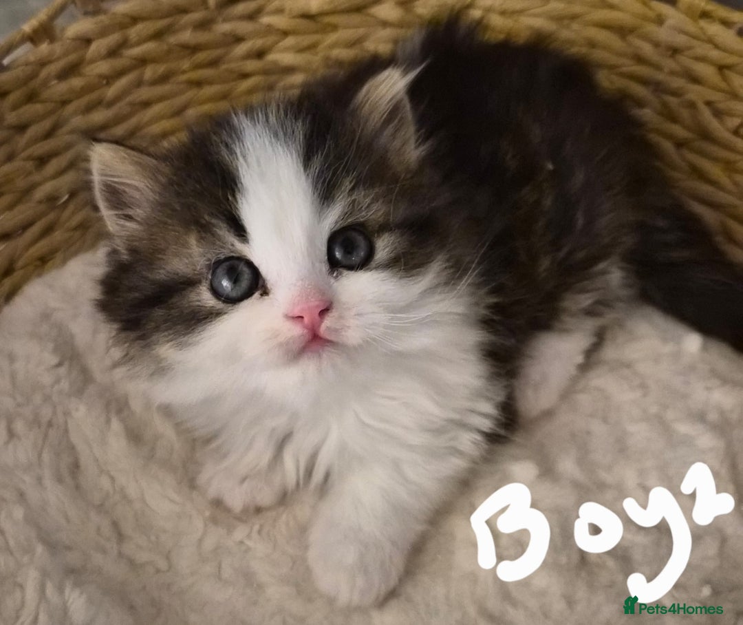 Persian cats for sale: Beautiful 1 male and 1 female kittens - Advert 5