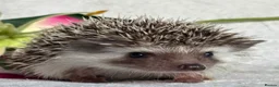 Pygmy Hedgehog rodents for sale: African Pygmy Hedgehog Ethically Bred Girl  - Advert 16