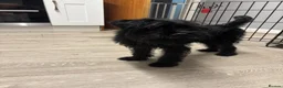 Pugapoo dogs for sale: Teddie the pugapoo in Spalding - Advert 6