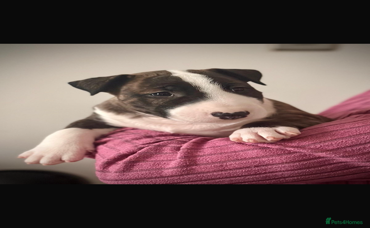Bull Terrier dogs - Advert 1
