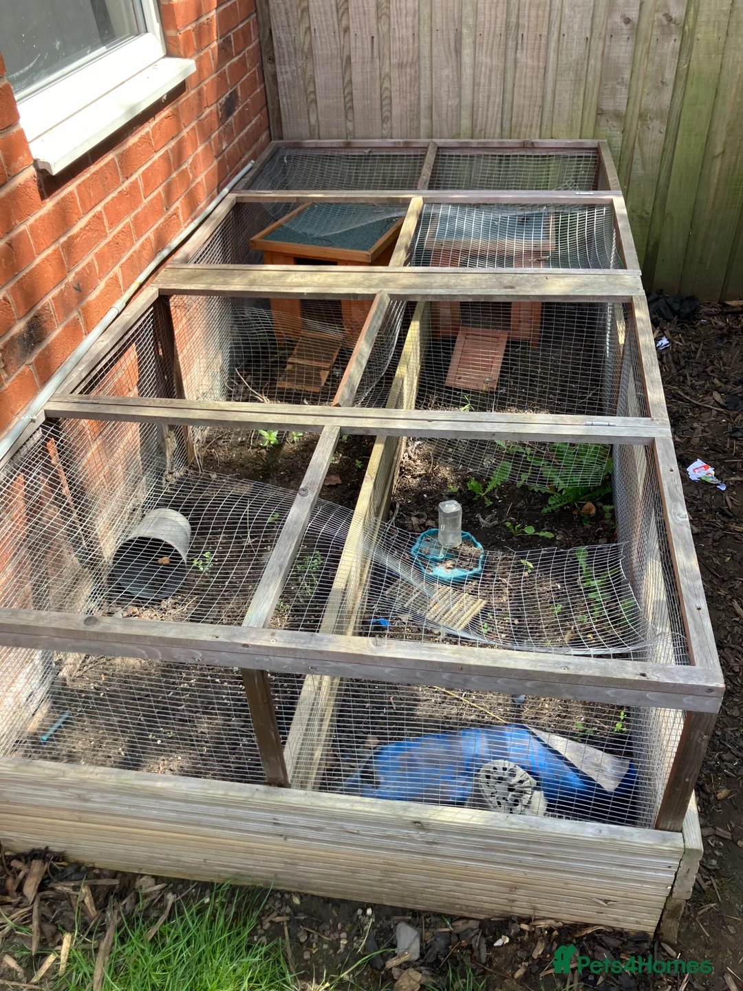 Tortoise reptiles for sale: Horsefield tortoises  in Sheffield - Advert 6