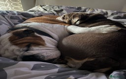 English Bulldog dogs for sale: Bulldog  - Image 3