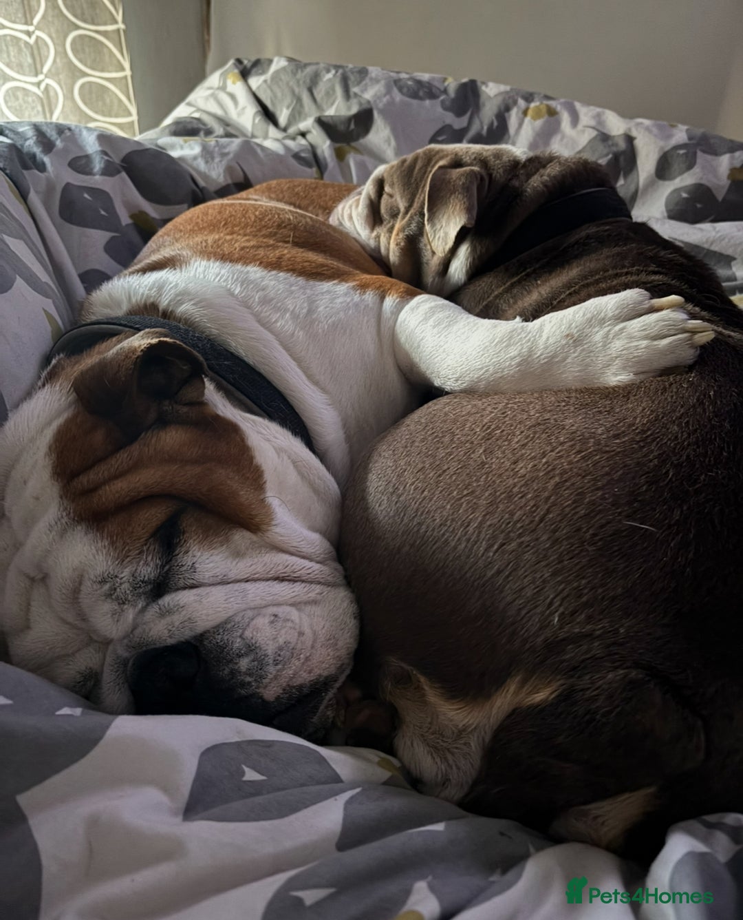 English Bulldog dogs for sale: Bulldog  - Image 3