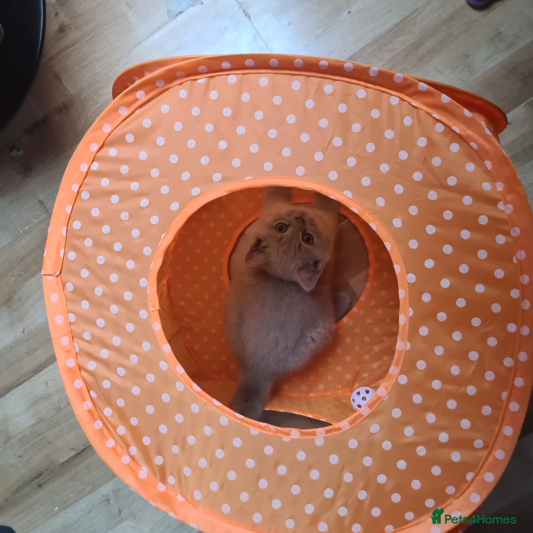 British Shorthair cats for sale: British shorthair kitten for sale  - Advert 2