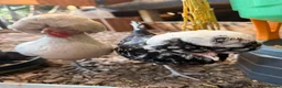 Chickens poultry for sale: Silkies ,polish bantam , Wyandotte  - Advert 14