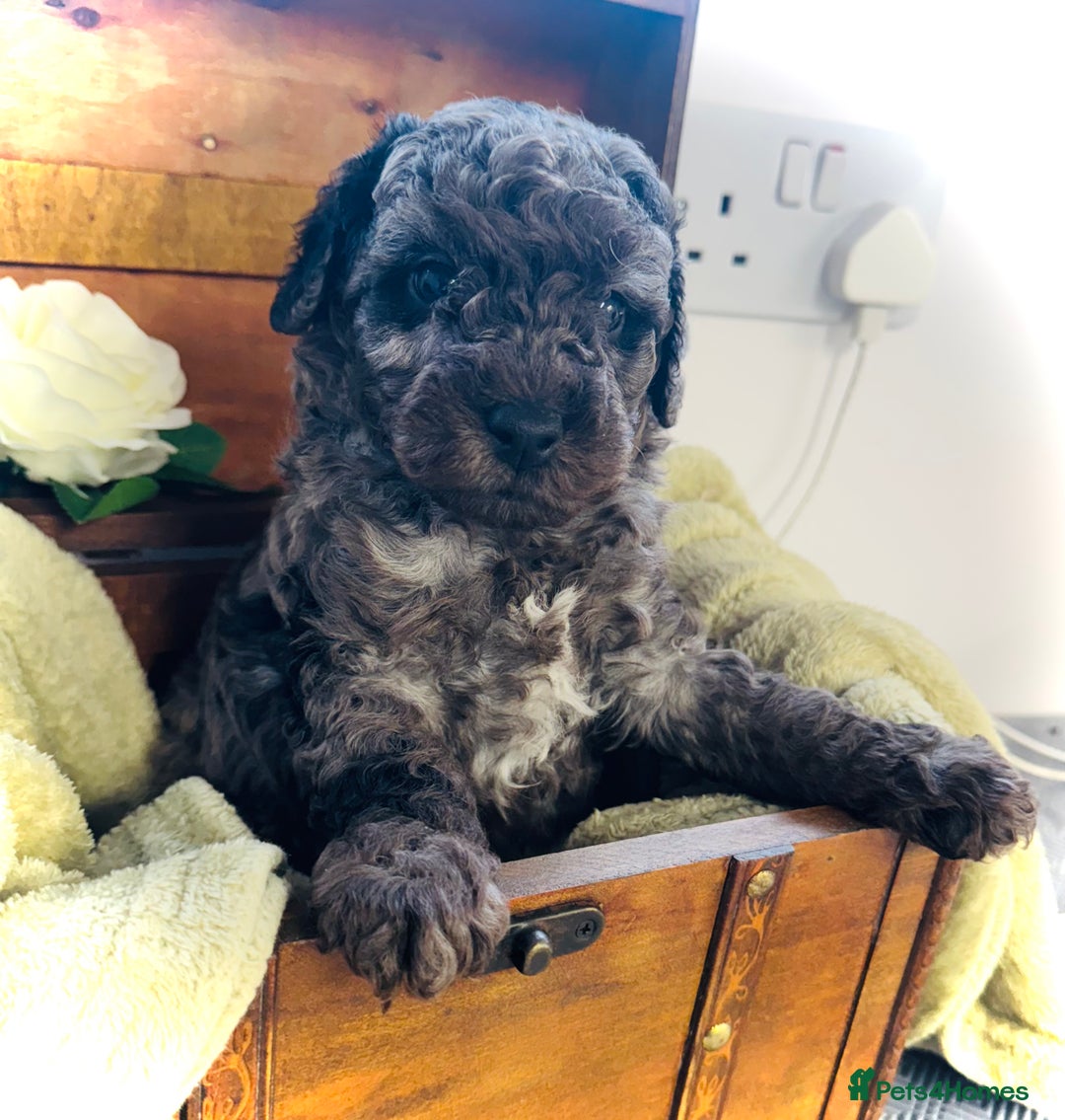 Cavapoochon dogs for sale: F1b Cavapoochon  - Image 35