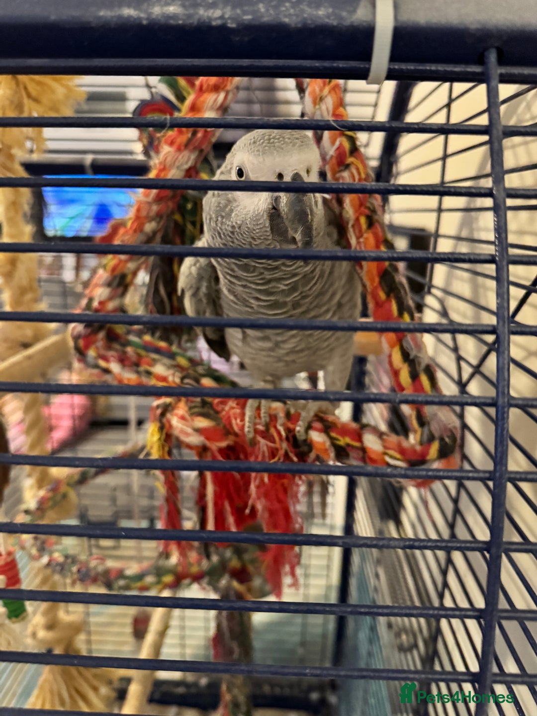 Parrots birds for sale: African Grey Parrot - Advert 2