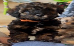 Mixed Breed dogs for sale: Tibetan x Toy Poodle - Image 4