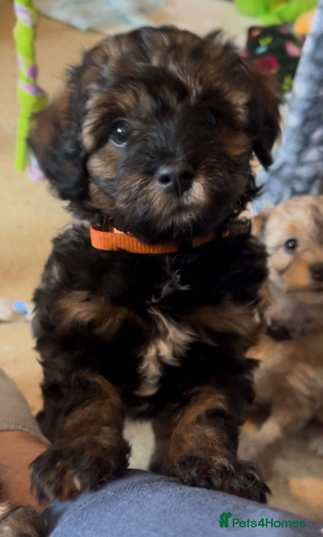 Mixed Breed dogs for sale: Tibetan x Toy Poodle - Image 4