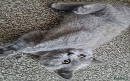 British Shorthair cats for sale: British shorthair  - Image 3