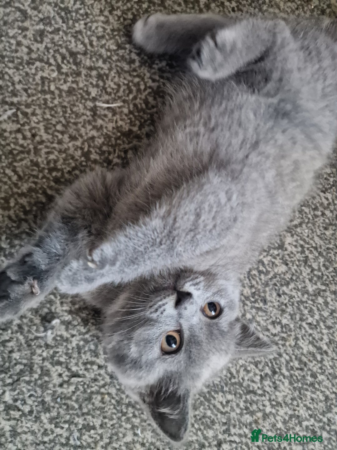 British Shorthair cats for sale: British shorthair  - Image 3
