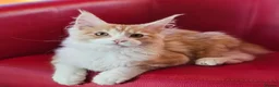 Maine Coon cats for sale: BEAUTIFUL MAINE COON KITTENS FOR SALE - Advert 21