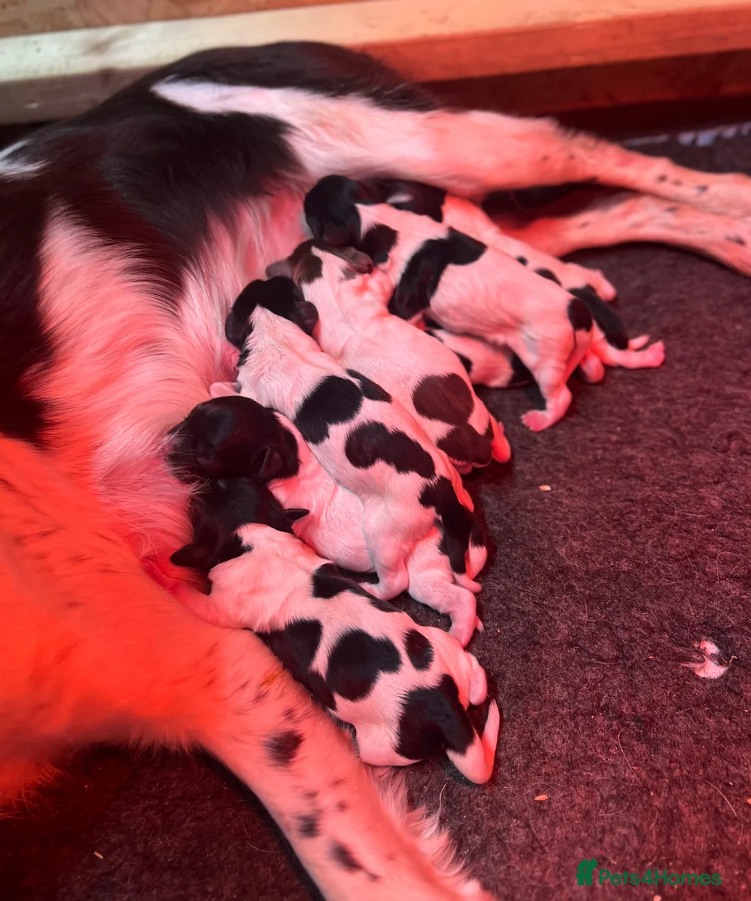 English Springer Spaniel dogs for sale: Kc working springers Excellent pedigree  in Bungay - Advert 1